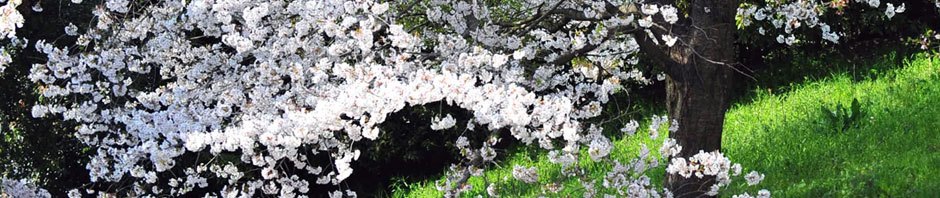 花の備忘録/雑記